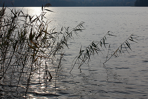 Jezioro Wysokie Brodno - brzeg w mijewku