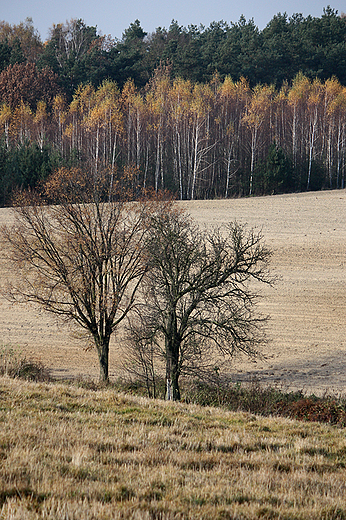 mijewo - jesienne pola