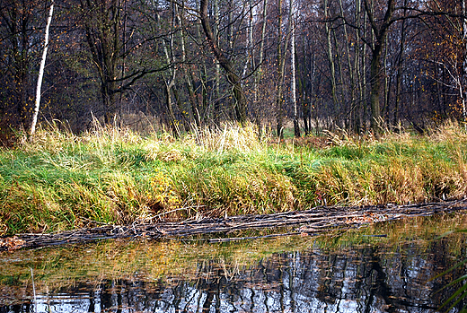 Jesień w pobliżu Zabrzega.