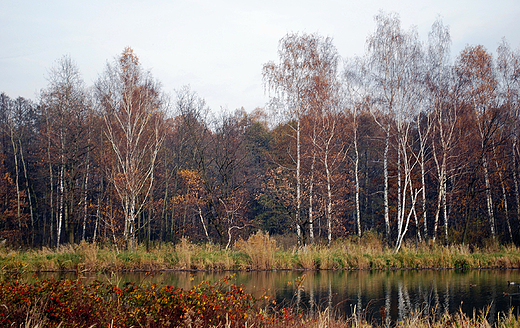 Las w okolicy Zabrzega.