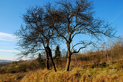 Midzy starymi gruszami