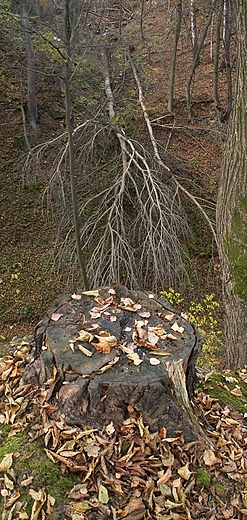 Powalone drzewa