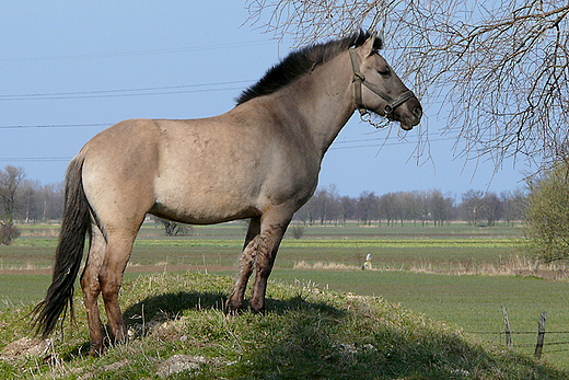 Na Żuławach