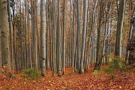 Szlakiem na Stary Gro