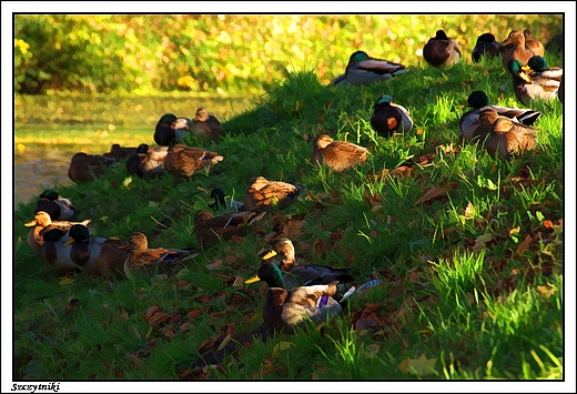 Szczytniki - park krajobrazowy z kacz wysp