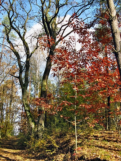 Okolice mielowa jesiennie