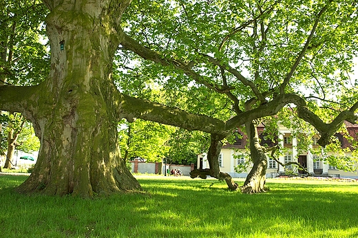 Kominek - park dworski