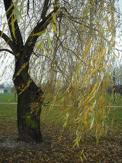 Warszawa. Park Zachodni.