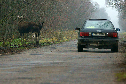 Przystanek Alaska??? Nie, to Carski Trakt :-)