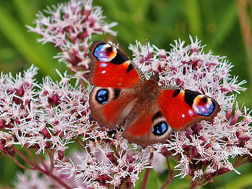 Pikny motyl