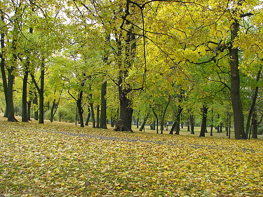 jesienny park