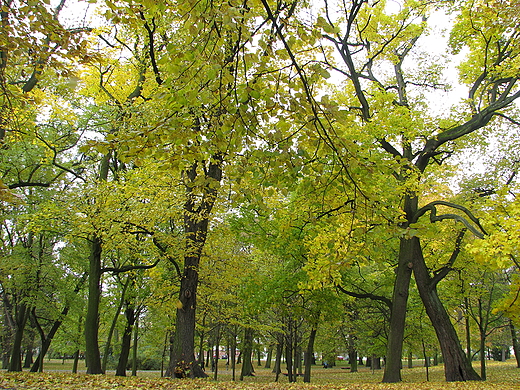 jesienny park