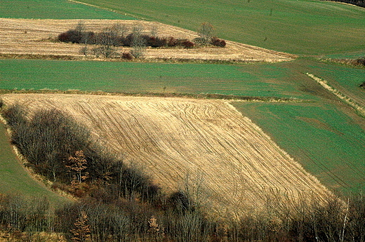 Jeżów - pola