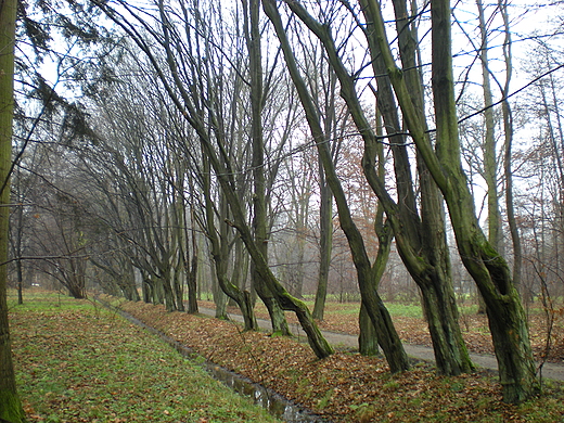 Park w Radziejowicach