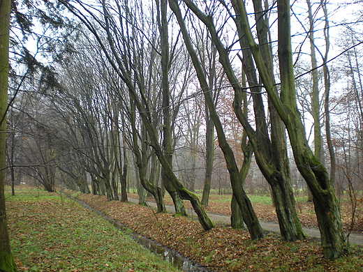 Park w Radziejowicach