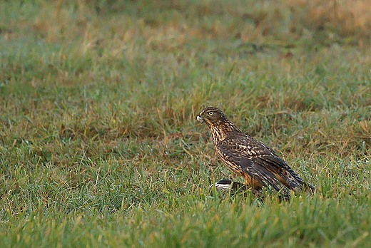 Botniak kowy, Siekierki