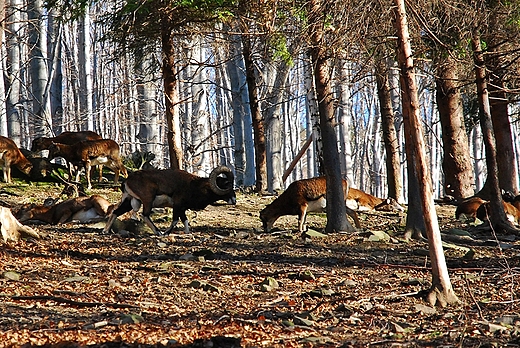 Leny Park Niespodzianek Ustro Zawodzie