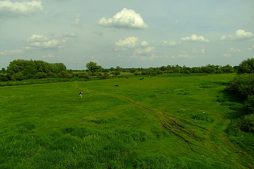 Pastwiska nad rzek Bzur