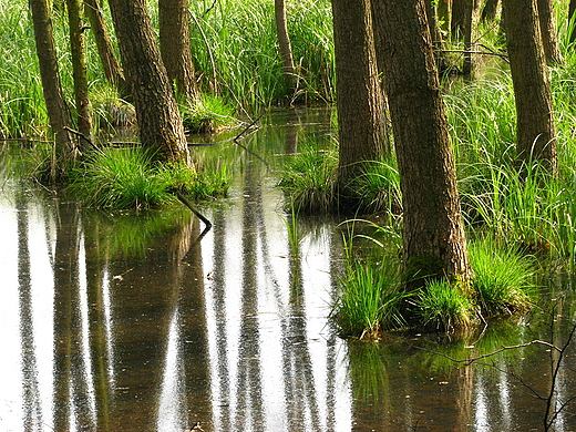 Park paacowy. Moszna