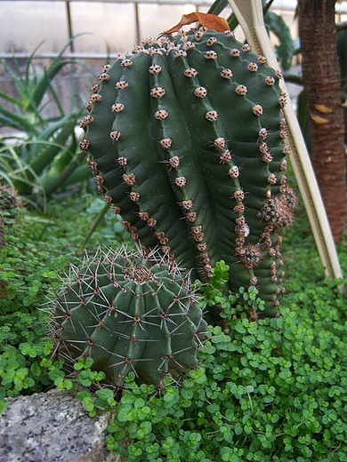 Świat kaktusów w sosnowieckim egzotarium