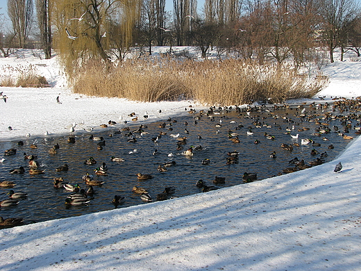 Park Szczliwicki zim