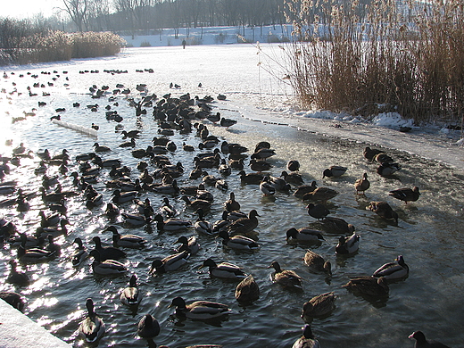 Park Szczliwicki zim