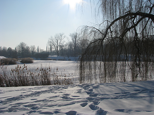 Park Szczliwicki zim