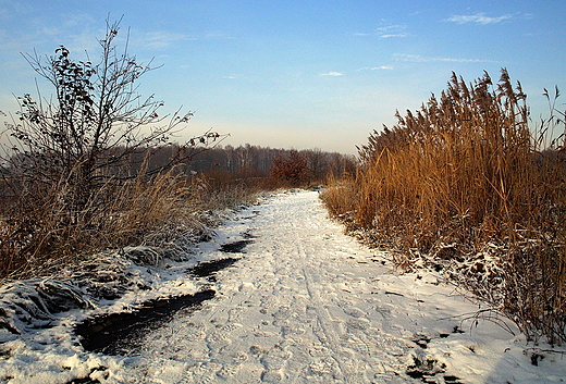 Zima pod Pszczyn.