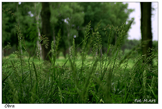 Obra - park przy klasztorze Ksiy Oblatw