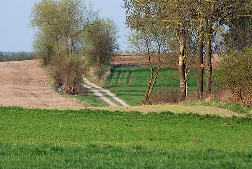 Droga w okolicach Kruszyn Szlacheckich