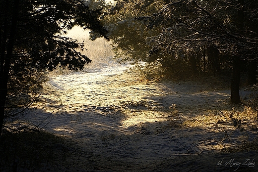 leśne ścieżki