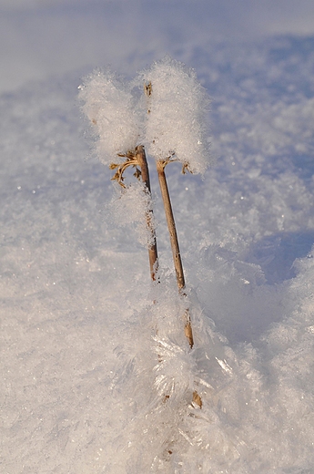 zima (okolice Otwocka Wielkiego)