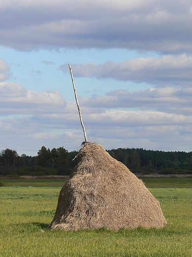 Pola ze stogami (droga od strony Kampinosu)