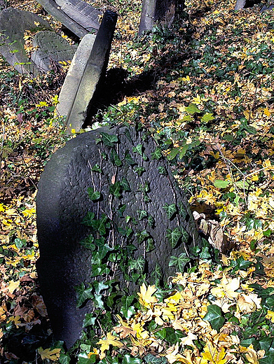 Cieszyn. Stary Cmentarz ydowski.