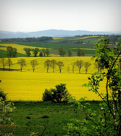 widok z zamku Grodziec