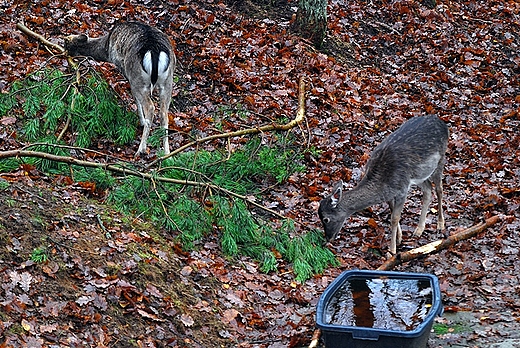 Szymbark Skansen zagroda danieli