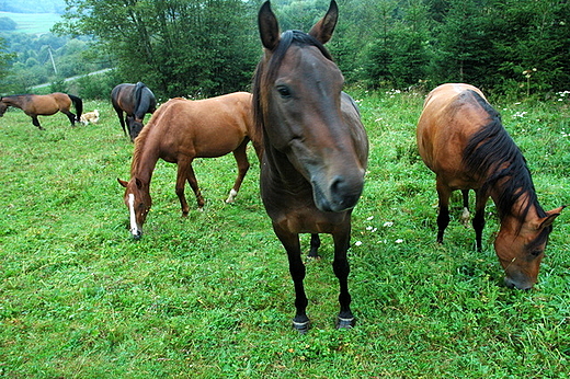 Smolnik - konie