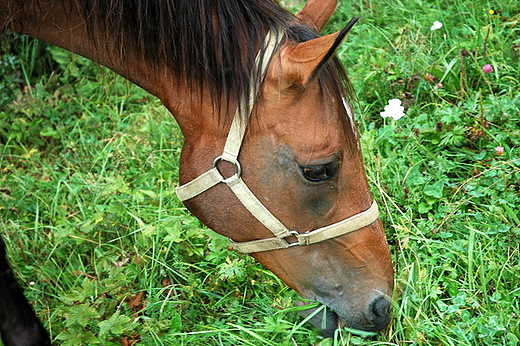 Smolnik - szczypanie trawy