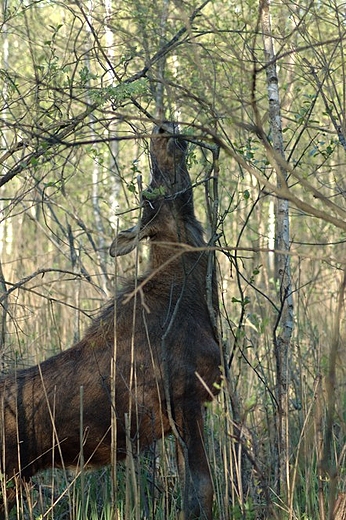 Klpa. Dolina Biebrzy