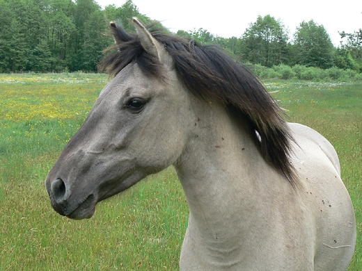 Konik polski