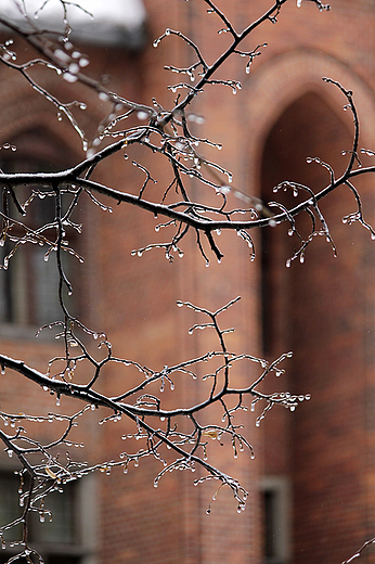 Toru - pereki z lodu zdobice drzewa na Rynku Staromiejskim
