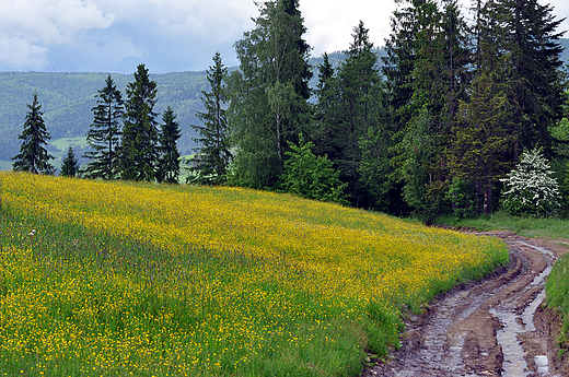W drodze na Maciejow. Gorce