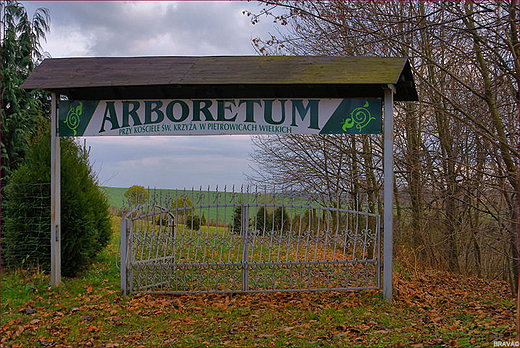 Pietrowice Wielkie- koci odpustowy w. Krzya z 1667 r - arboretum przykocielne