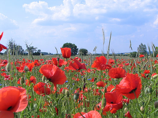 Maki. Wielkopolska