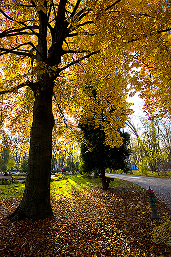 Park uzdrowiskowy