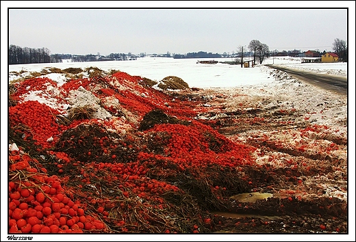 Warszew - pomidorowy krajobraz