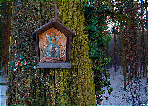 Samotna kapliczka w Lasach Kobirskich