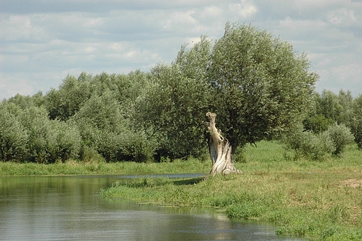 Rzeka Postomia