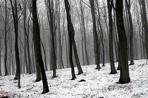 Gdask Osowa, Trjmiejski Park Krajobrazowy