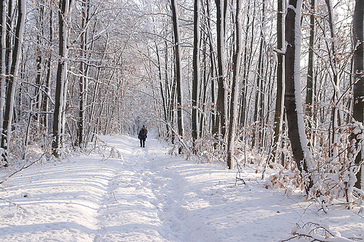 Zimowy spacer po Pamie Zgrskim